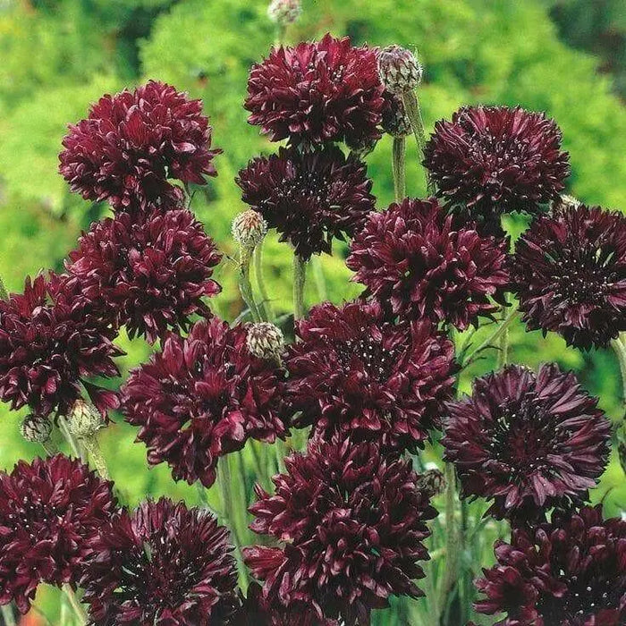 Bachelor Button Seeds- Double Ball Black -,Centaurea Cyanus - Caribbean garden seed
