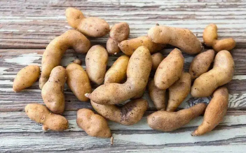 Austrian Crescent  FINGERLING POTATO . - Caribbean garden seed