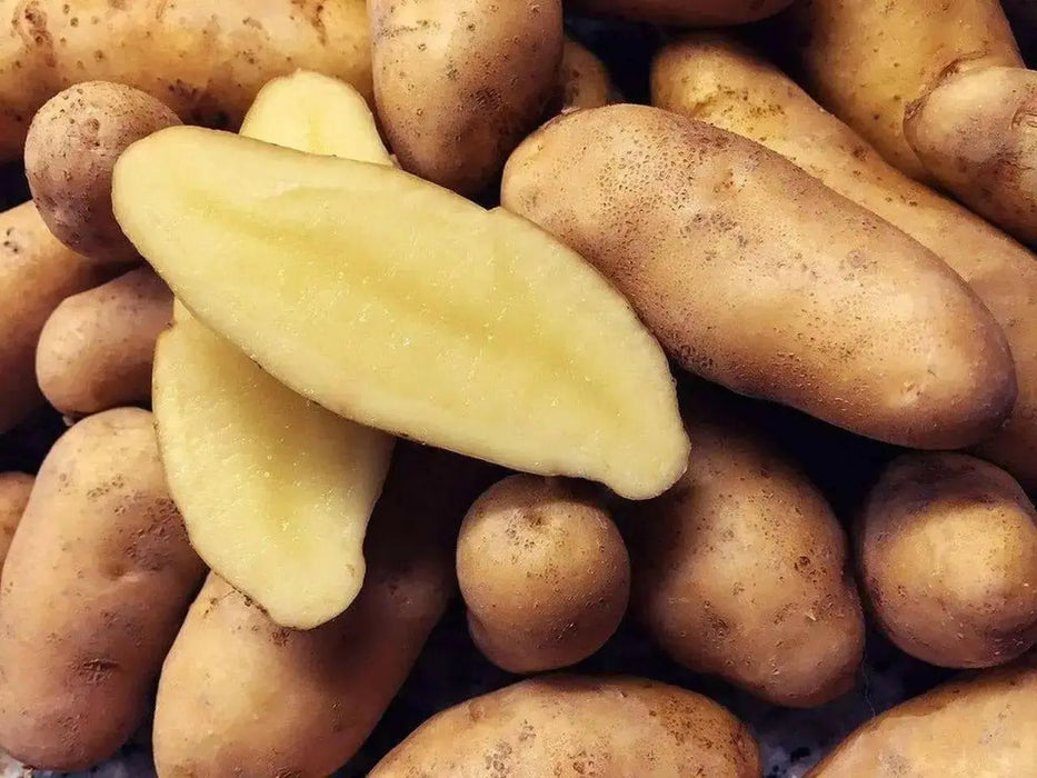 Austrian Crescent  FINGERLING POTATO . - Caribbean garden seed