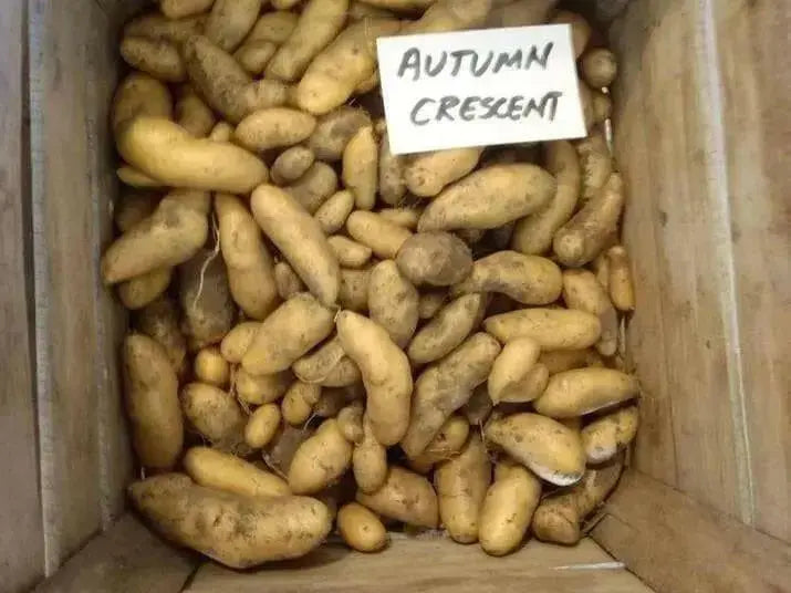 Austrian Crescent  FINGERLING POTATO . - Caribbean garden seed