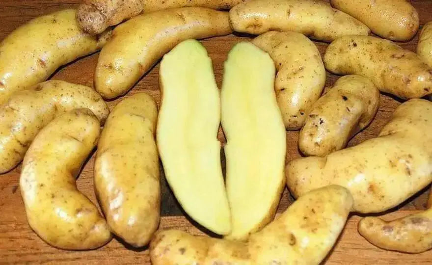 Austrian Crescent  FINGERLING POTATO . - Caribbean garden seed