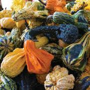 Autumn Wings Gourd Seeds - Caribbean garden seed