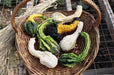 Autumn Wings Gourd Seeds - Caribbean garden seed