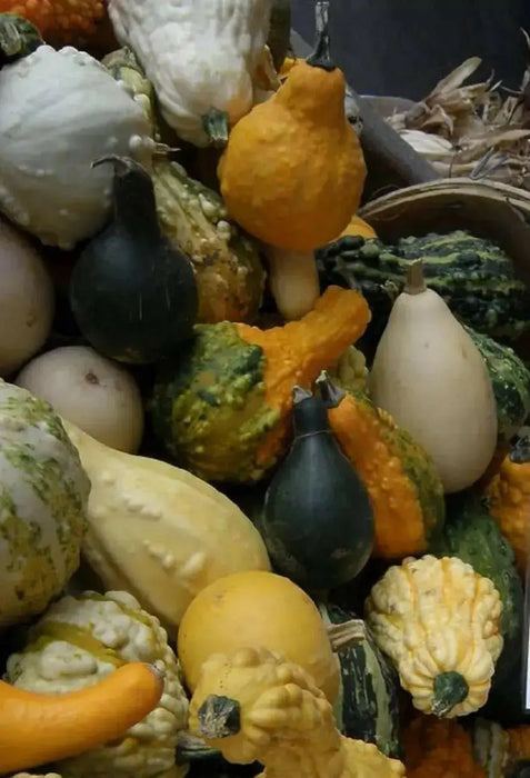 Autumn Wings Gourd Seeds - Caribbean garden seed