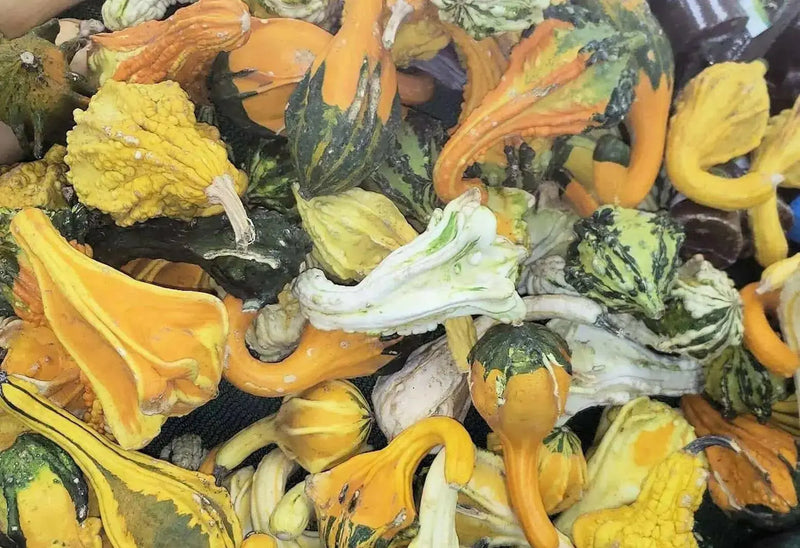 Autumn Wings Gourd Seeds - Caribbean garden seed