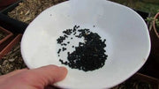 ASPARAGUS SEEDS, (Mary Washington ) Heirloom Vegetable ,Perennial - Caribbean garden seed