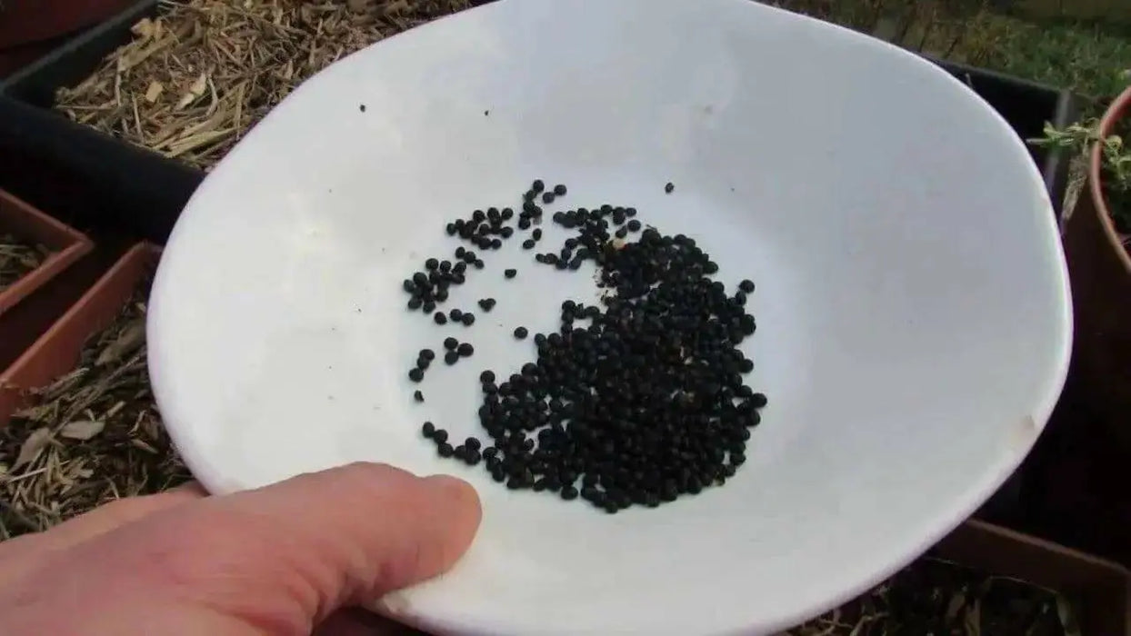 ASPARAGUS SEEDS, (Mary Washington ) Heirloom Vegetable ,Perennial - Caribbean garden seed