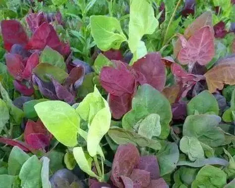 Aurora Orach Mix OG (38 days) Heat Loving Vegetable - Caribbean garden seed
