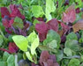 Aurora Orach Mix OG (38 days) Heat Loving Vegetable - Caribbean garden seed