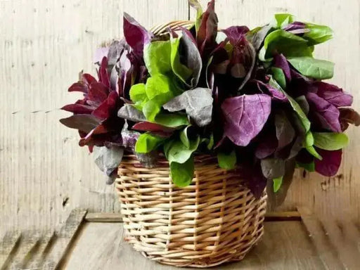 Aurora Orach Mix OG (38 days) Heat Loving Vegetable - Caribbean garden seed