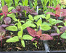 Aurora Orach Mix OG (38 days) Heat Loving Vegetable - Caribbean garden seed