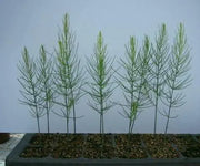 ASPARAGUS SEEDS, (Mary Washington ) Heirloom Vegetable ,Perennial - Caribbean garden seed