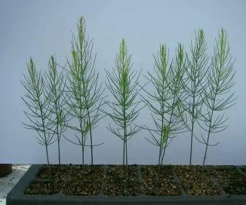 ASPARAGUS SEEDS, (Mary Washington ) Heirloom Vegetable ,Perennial - Caribbean garden seed