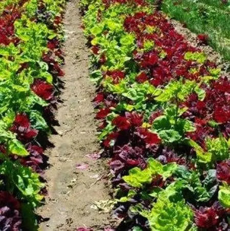 Aurora Orach Mix OG (38 days) Heat Loving Vegetable - Caribbean garden seed