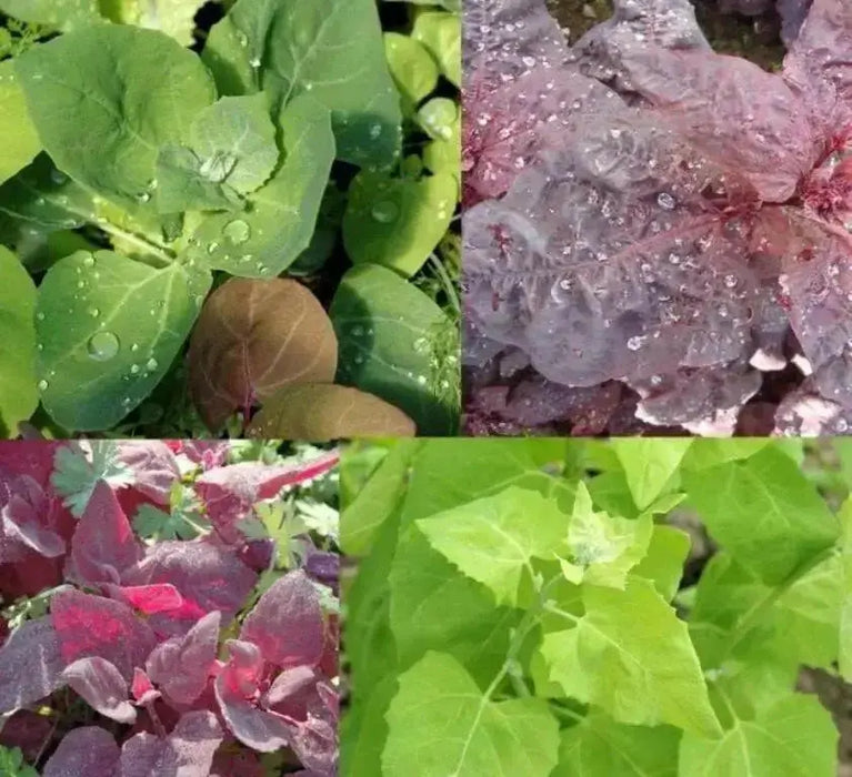 Aurora Orach Mix OG (38 days) Heat Loving Vegetable - Caribbean garden seed