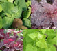 Aurora Orach Mix OG (38 days) Heat Loving Vegetable - Caribbean garden seed