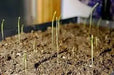 ASPARAGUS SEEDS, (Mary Washington ) Heirloom Vegetable ,Perennial - Caribbean garden seed