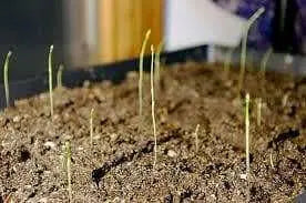 ASPARAGUS SEEDS, (Mary Washington ) Heirloom Vegetable ,Perennial - Caribbean garden seed