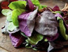 Aurora Orach Mix OG (38 days) Heat Loving Vegetable - Caribbean garden seed