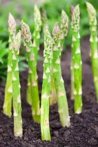 ASPARAGUS SEEDS, (Mary Washington ) Heirloom Vegetable ,Perennial - Caribbean garden seed
