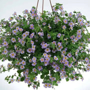 BACOPA ,Bluetopia Seeds-BLUE-Perfect for hanging baskets and window boxes. Perennial ! - Caribbean garden seed