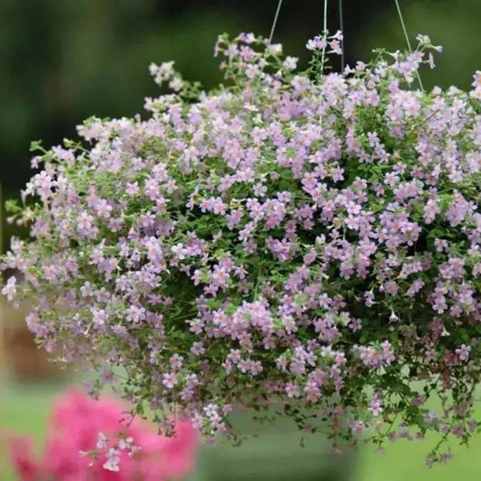 BACOPA ,Bluetopia Seeds-BLUE-Perfect for hanging baskets and window boxes. Perennial ! - Caribbean garden seed
