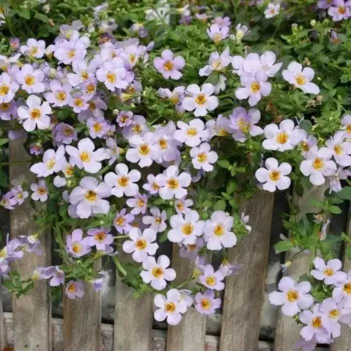 BACOPA ,Bluetopia Seeds-BLUE-Perfect for hanging baskets and window boxes. Perennial ! - Caribbean garden seed