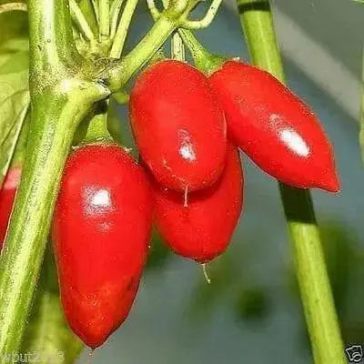 Baccato de orto Chili - (10 Pepper seed,)capsicum baccatum, From Italy. - Caribbean garden seed