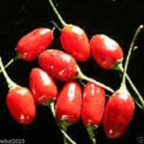Baccato de orto Chili - (10 Pepper seed,)capsicum baccatum, From Italy. - Caribbean garden seed