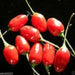 Baccato de orto Chili - (10 Pepper seed,)capsicum baccatum, From Italy. - Caribbean garden seed
