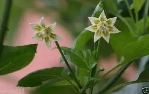 Baccato de orto Chili - (10 Pepper seed,)capsicum baccatum, From Italy. - Caribbean garden seed