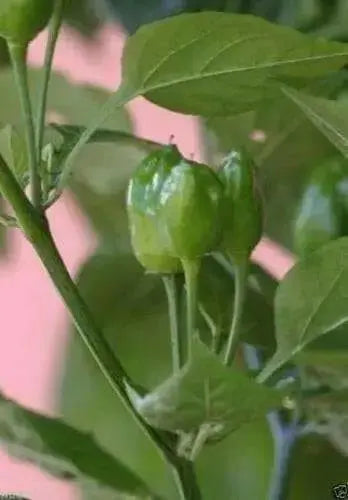 Baccato de orto Chili - (10 Pepper seed,)capsicum baccatum, From Italy. - Caribbean garden seed
