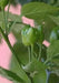 Baccato de orto Chili - (10 Pepper seed,)capsicum baccatum, From Italy. - Caribbean garden seed