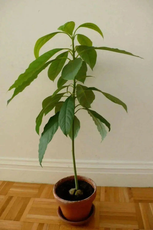 AVOCADO Tree Seed (pit) also known as Pear , Makes Great House Plant - Caribbean garden seed