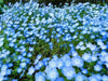 Baby Blue Eyes Flowers Seeds, Native wildflowers - Caribbean garden seed