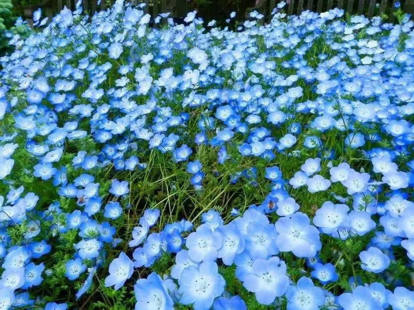 Baby Blue Eyes Flowers Seeds, Native wildflowers - Caribbean garden seed