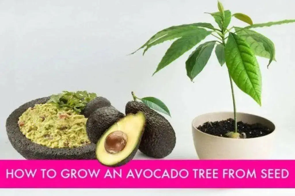 AVOCADO Tree Seed (pit) also known as Pear , Makes Great House Plant - Caribbean garden seed