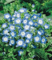 Baby Blue Eyes Flowers Seeds, Native wildflowers - Caribbean garden seed