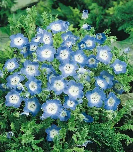 Baby Blue Eyes Flowers Seeds, Native wildflowers - Caribbean garden seed