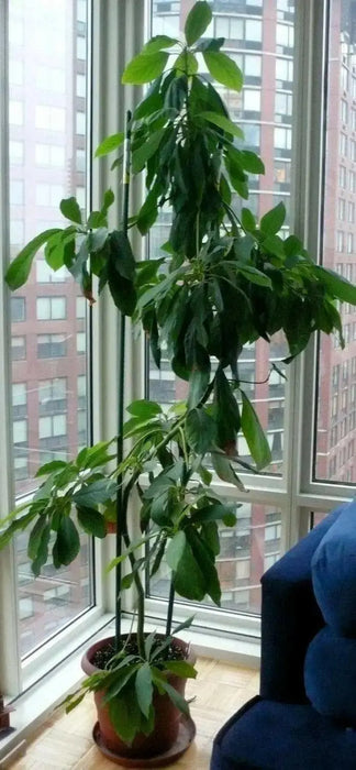 AVOCADO Tree Seed (pit) also known as Pear , Makes Great House Plant - Caribbean garden seed