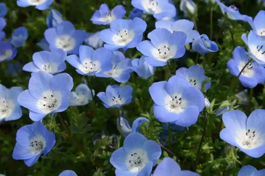 Baby Blue Eyes Flowers Seeds, Native wildflowers - Caribbean garden seed