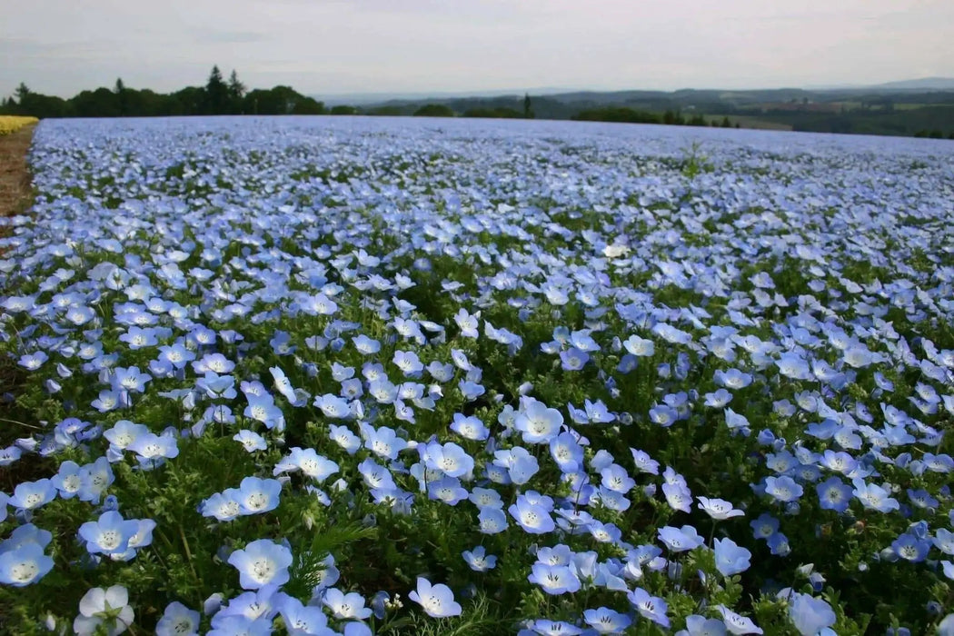 Baby Blue Eyes Flowers Seeds, Native wildflowers - Caribbean garden seed