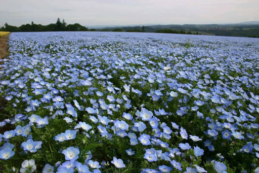 Baby Blue Eyes Flowers Seeds, Native wildflowers - Caribbean garden seed