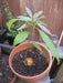 AVOCADO Tree Seed (pit) also known as Pear , Makes Great House Plant - Caribbean garden seed