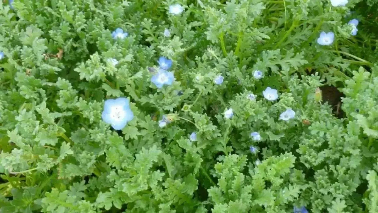 Baby Blue Eyes Flowers Seeds, Native wildflowers - Caribbean garden seed