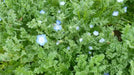 Baby Blue Eyes Flowers Seeds, Native wildflowers - Caribbean garden seed