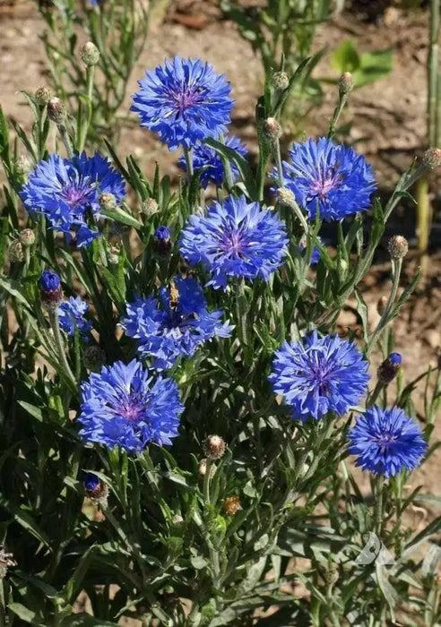 Bachelor's Buttons, Cornflower Seed, Dwarf Blue - Caribbean garden seed