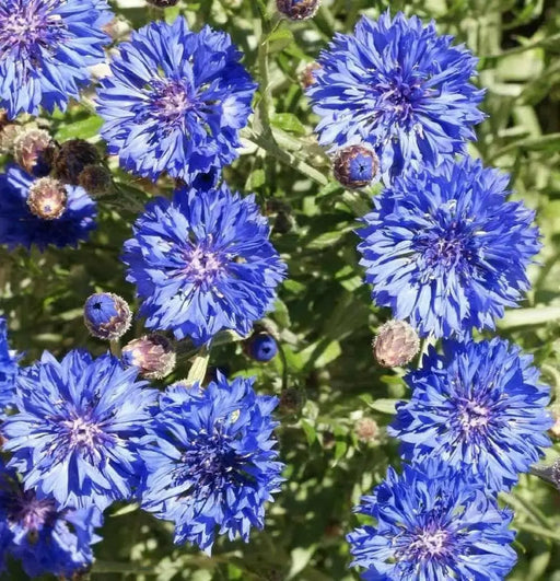 Bachelor's Buttons, Cornflower Seed, Dwarf Blue - Caribbean garden seed
