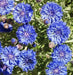 Bachelor's Buttons, Cornflower Seed, Dwarf Blue - Caribbean garden seed