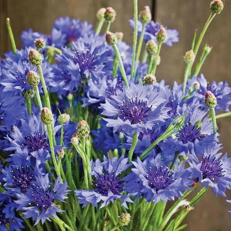 Bachelor's Buttons, Cornflower Seed, Dwarf Blue - Caribbean garden seed